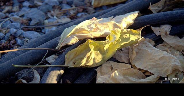 Rivers & Rhymes: Early Autumn Singing | Roots | ledger.news