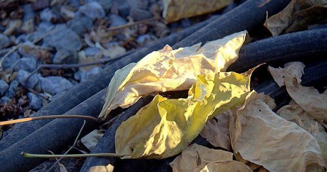 Rivers & Rhymes: Early Autumn Singing | Roots | ledger.news