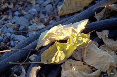 Rivers & Rhymes: Early Autumn Singing | Roots | ledger.news