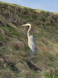 Heron.png