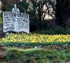SutterCreekDafodils.png