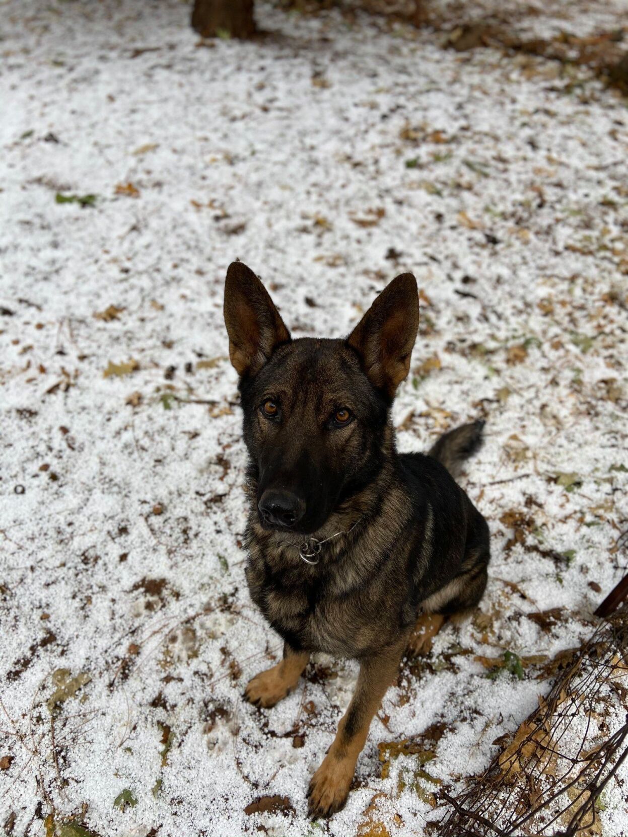 Amador Sheriff's Logs: November 10 to November 16, 2020 | News | ledger