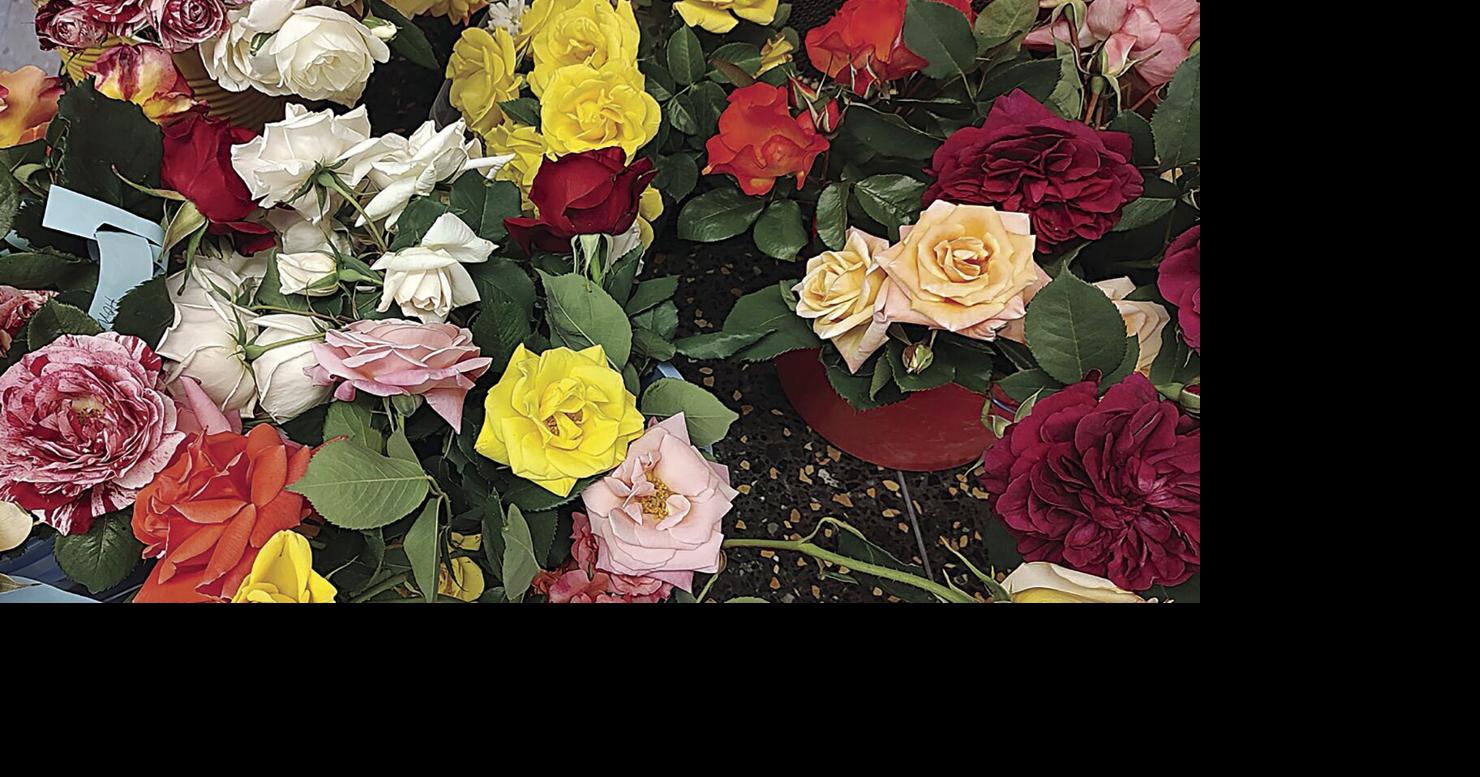 Rose Show & Sale “Treasure of Roses” — Saturday, October 24 | On the ...