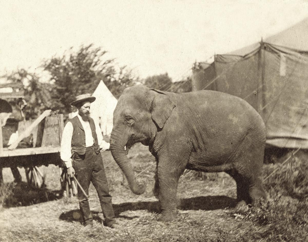 Vestiges Of Amador Olde Time Entertainments Part Ii A Bear And