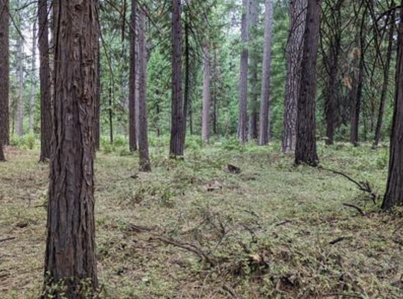 BLM SEEKS PUBLIC INPUT ON EXPANSIVE PLAN TO REDUCE WILDFIRE RISKS NEAR ...