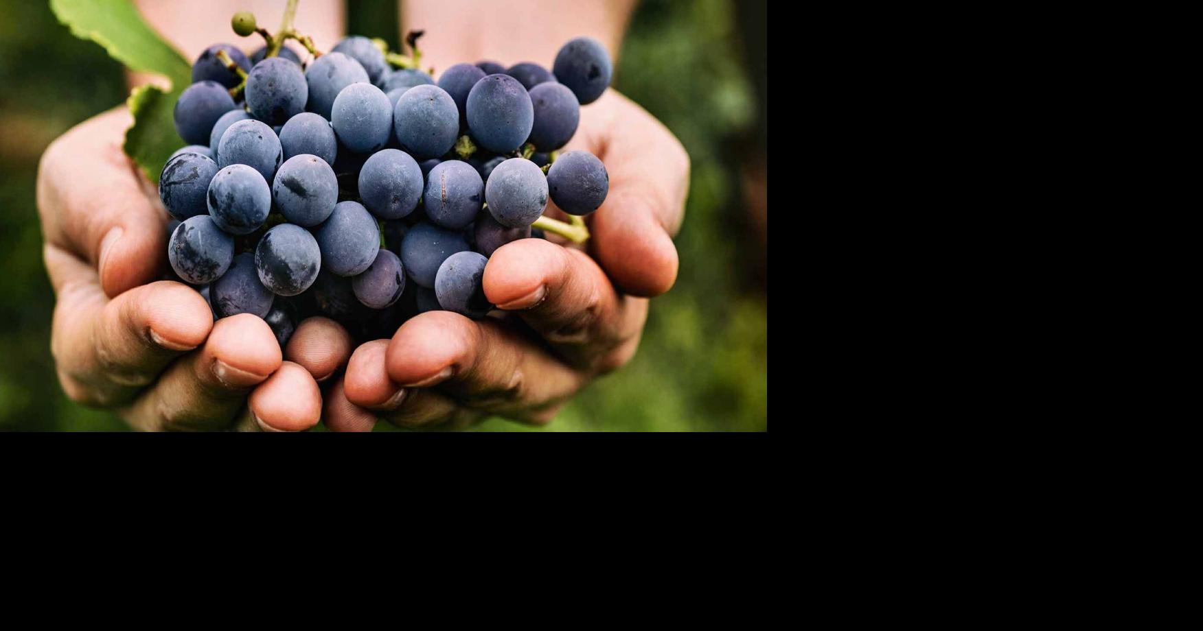 Foothill Grape Day 2026 to Focus on Marketing Innovation and Business Growth for Local Growers