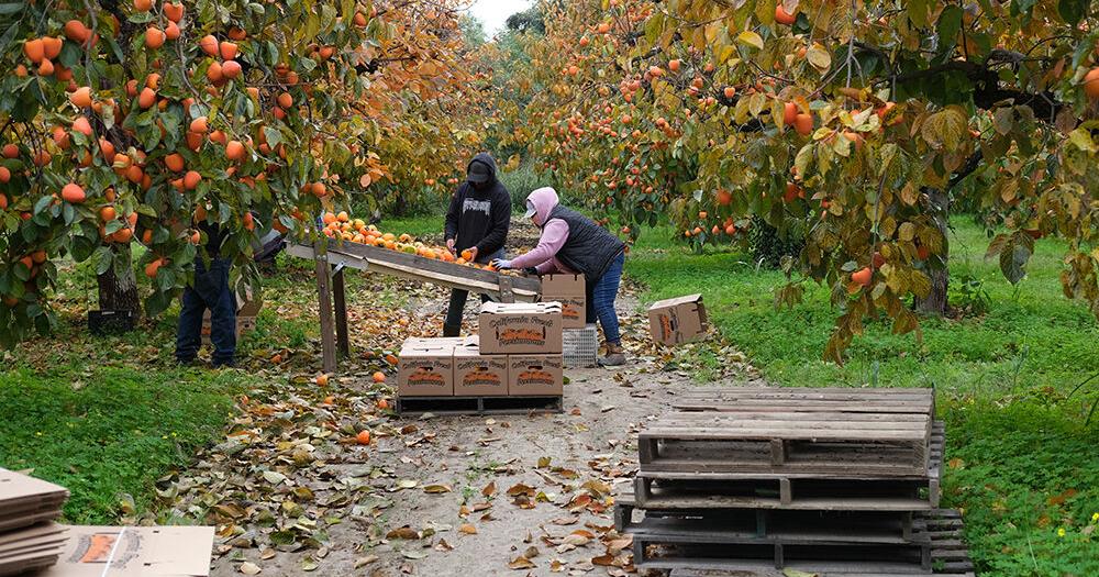 California Farm Bureau Food & Farm News — Wednesday, December 3, 2025