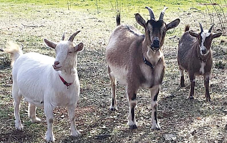 Rivers & Rhymes: The Cow Girl and Her Goats | Roots | ledger.news