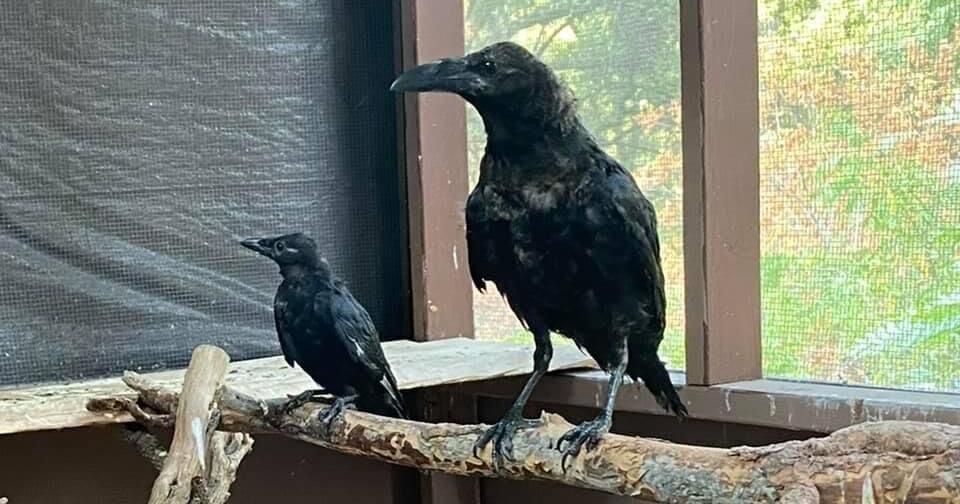 What group of birds is called a “murder?” | Roots | ledger.news