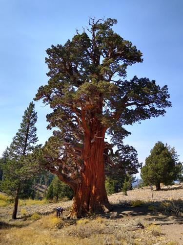 Bigfoot in the redwoods - Save the Redwoods League