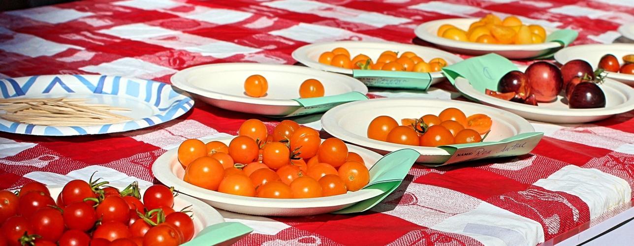 UCCE Master Gardeners of Amador County Tomato Tasting Results, Sutter