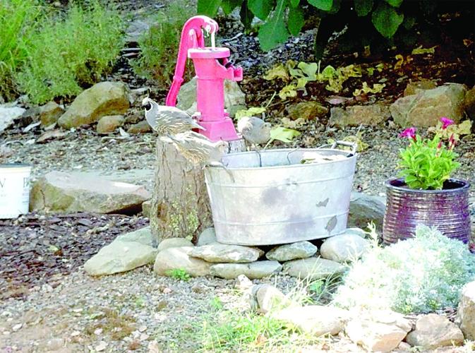 Heritage Rose Garden Gets National Wildlife Certification On the Vine