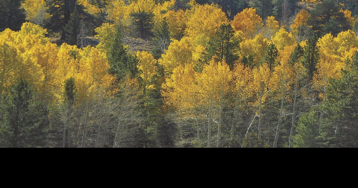 Rivers & Rhymes—Aspen Glow Offrenda Roots ledger.news