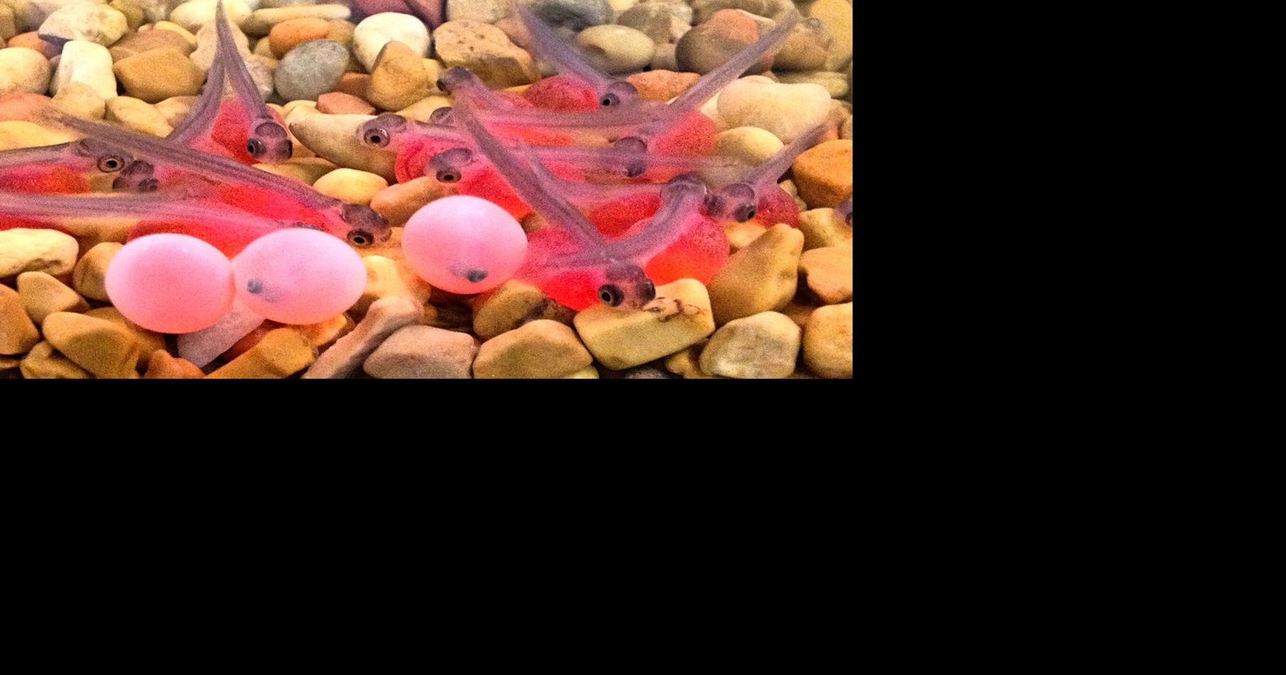 Students Hatch and Release Salmon Fingerlings On the Vine ledger.news