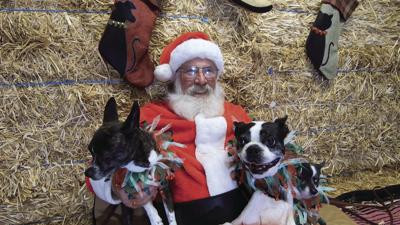Pets Get In The Holiday Spirit On The Vine Ledger News
