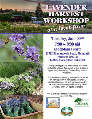 lavender_harvest_workshop.cdr