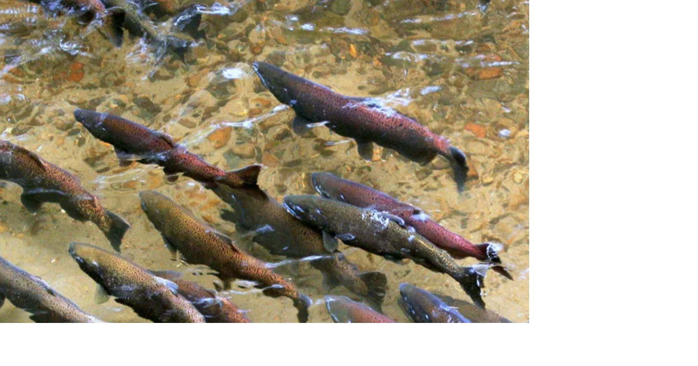 Salmon return to Mokelumne River in record numbers Press Releases