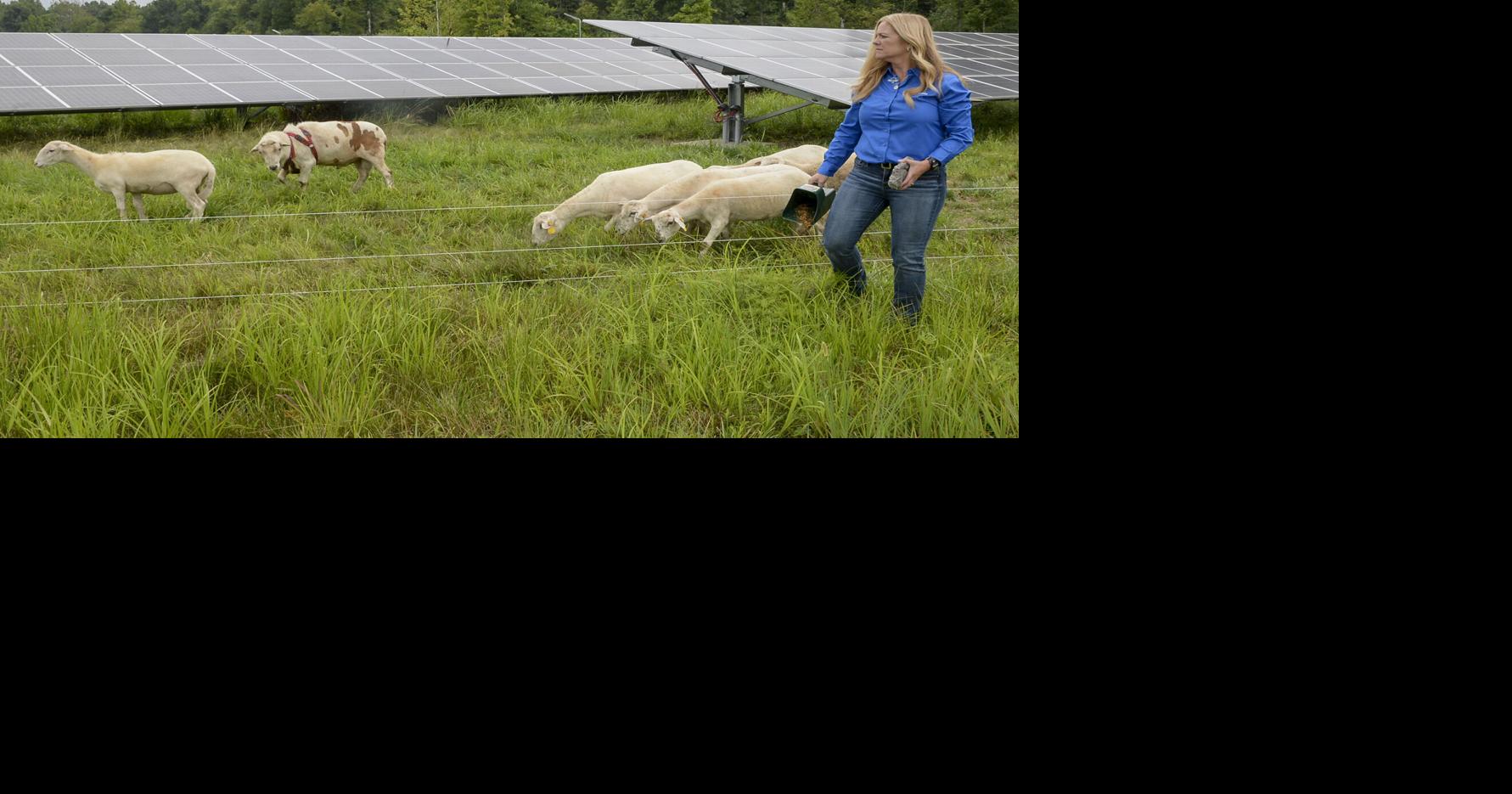 Toyota West Virginia introduces herd of sheep to its solar array ...