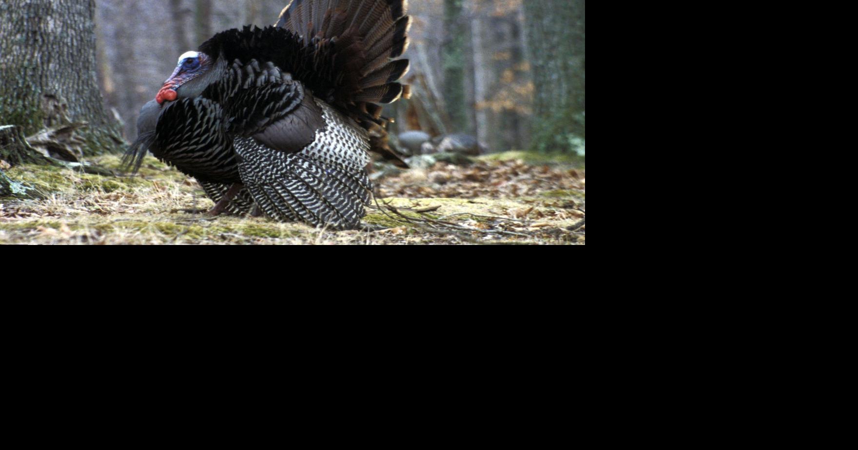 Fall turkey season's second split opens Oct. 30 Lincoln News Sentinel