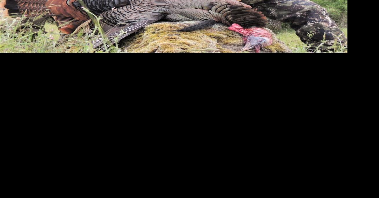 Larry Case: The true essence of turkey hunting | News | lincolnjournal.com
