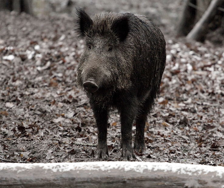 NCAA baseball is a pig