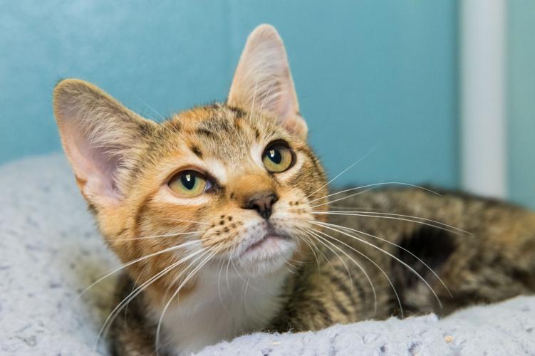 August is empty the shelter month: LCAS needs your help | News | August is empty the shelter month: LCAS needs your help | News |