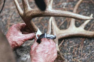 Refunds for deer tags questioned by former IFG commissioner