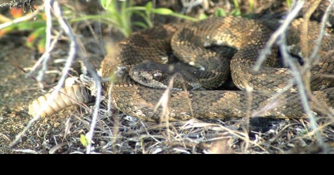 Rattlesnake alert: Confirmed report of venomous snake in NJ neighborhood