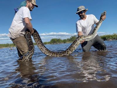 Florida team hauls in record 18-foot, 215-pound female Burmese python