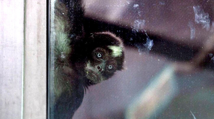 Zoo Boise says Elvis may be the oldest spider monkey in the world