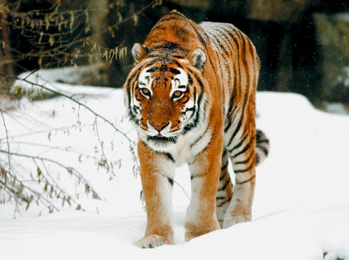 Minnesota Zoo needs your help naming one of the Amur tiger cubs