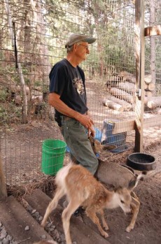 Street Beef/Commentary: He's caretaker to wild things, Local and regional  news, Lewiston Tribune