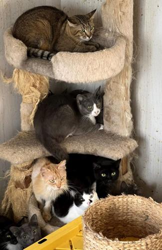 Lewis Clark Animal Shelter Adoptable Cats - Lewston, ID
