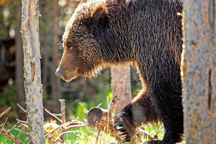 The Legacy of Big Boy the Grizzly Bear, Blog, Nature