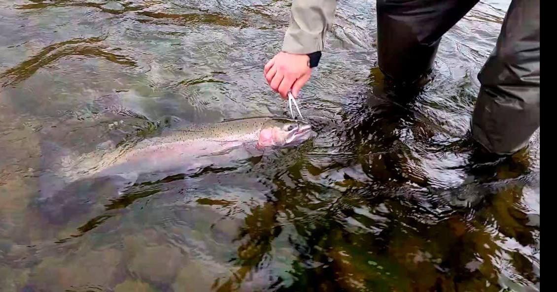 Region sees record steelhead run