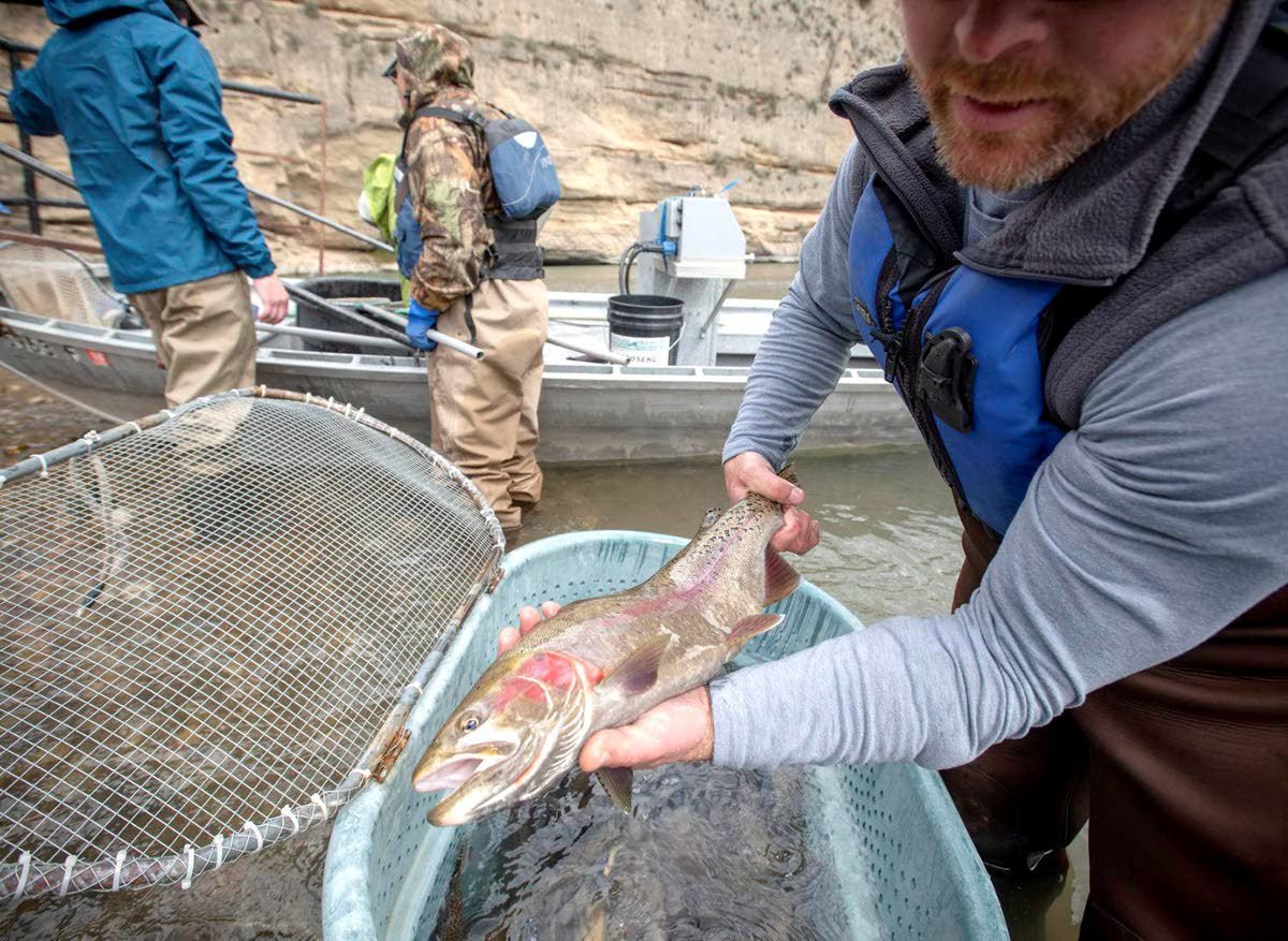 Efforts to eradicate invasive trout in Idaho river a hard sell