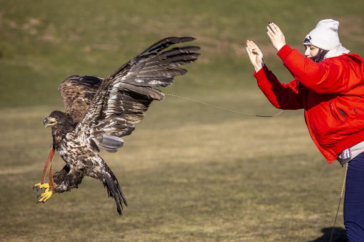 River, Bald Eagle - Veterinary Medicine at Illinois