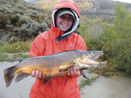 Making tiger trout  Wyoming Game & Fish Department