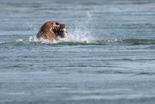 It's now legal to kill sea lions that threaten salmon in the Pacific  Northwest