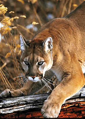 Mountain lions, bobcats share neighborhood, The Daily Courier