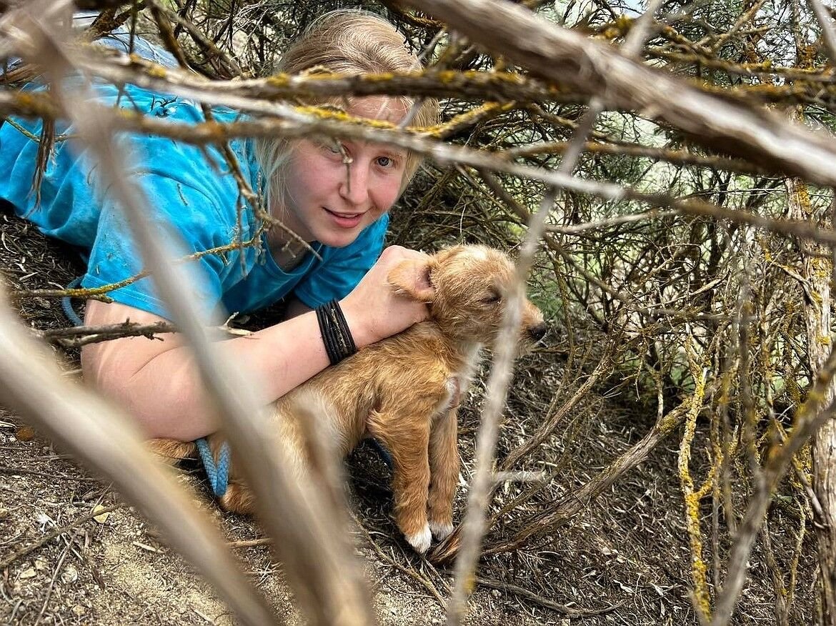 Scared to Death': 15 Golden Retriever Puppies Found Dumped in Ohio Field