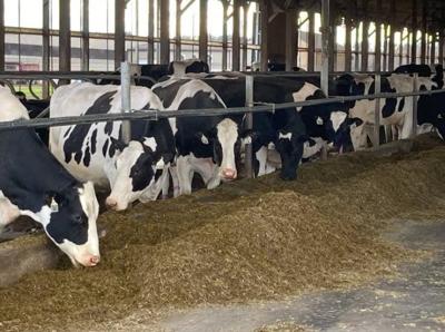 Connecticut dairy to turn cow waste to wattage
