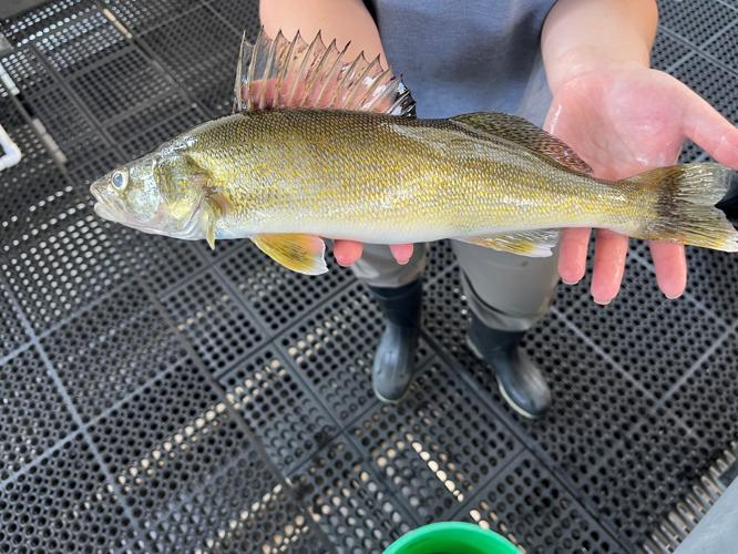 Smolt-eating walleye worry fishery managers