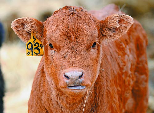 Kootenai Club Calves