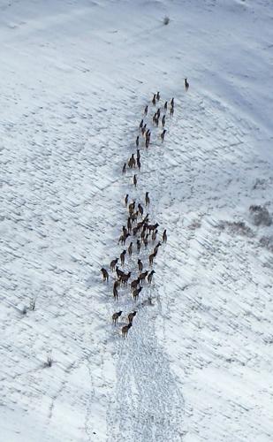 Blue Mountain elk herd treads water
