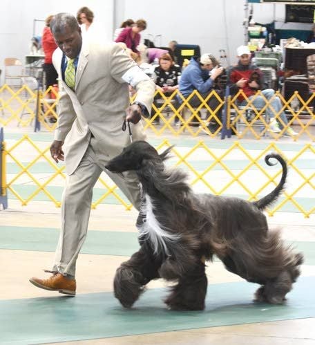 Westminster Dog Show - Best in Show Contender 2025
