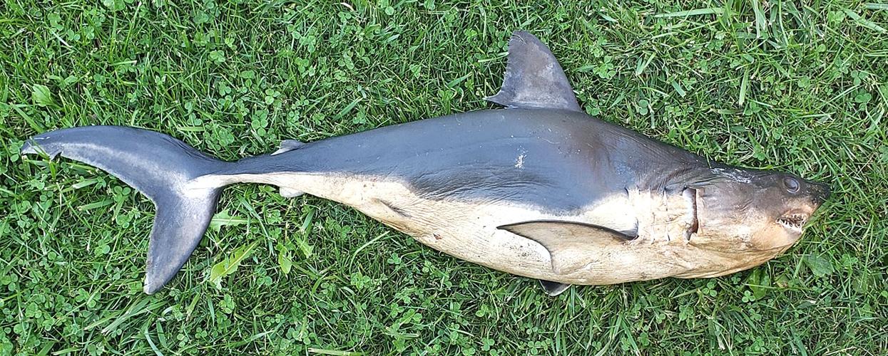 Dead shark found on Riggins beach