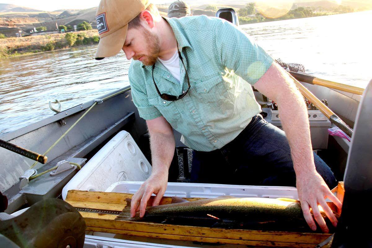 Research sheds light on fishing,  steelhead survival