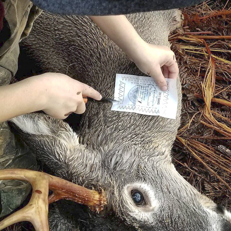 Disease outbreaks prompt deer and elk tag adjustments | Outdoors |  lmtribune.com