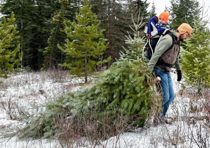 Hunting for a Christmas tree is part of a family tradition | Local and ...